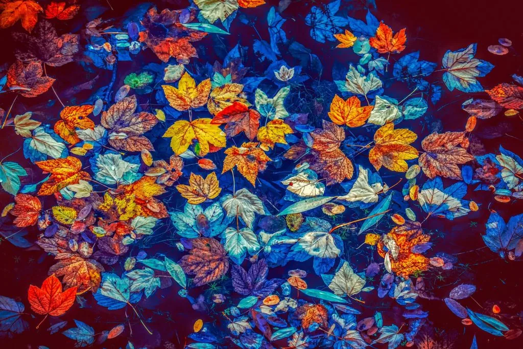 CORES OUTONAIS