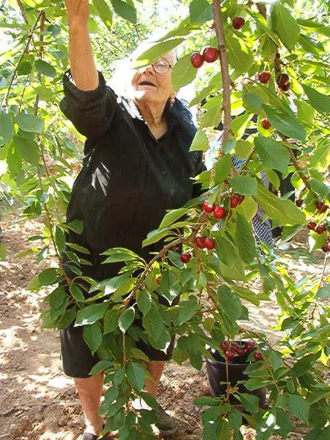TIA AUGUSTA apanhar cerejas