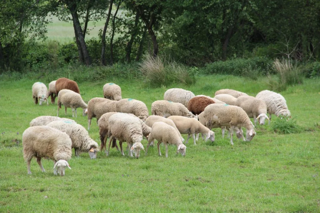 ovelhas num pasto verde no campo